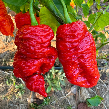 Death Spiral x Primotalii - Seeds - The Pepper Pantry (Formerly Marie Sharp's)
